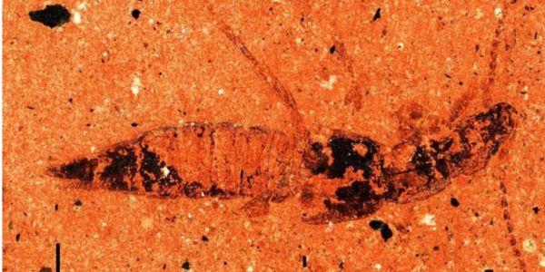 The whole body of Mesostaphylinus orapa sp. n. holotype, counterpart BP.227596, Orapa Diamond Mine, polarized light, scale bar = 1 mm.